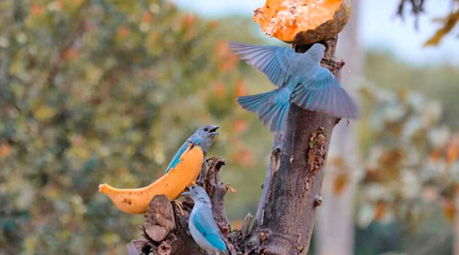 Alimentación de Aves Silvestres: ¡Atrae la Naturaleza a tu Jardín!